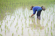 © Sanhanat - Asian woman farmer holds fishing net and creel to find freshwater algae (Spirogyra sp.) and fish at organic paddy field. Concept, rural agriculture lifestyle, earn living from nature.