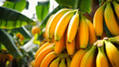 canvas print picture - banana tree with ripe fruits generative ai