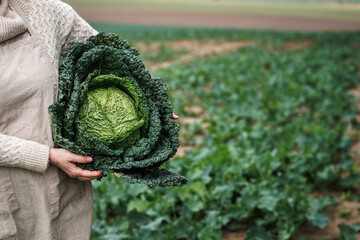 Wall Mural - Farmer holding big kale cabbage at agricultural field. Farming and harvesting leaf vegetable in fall season