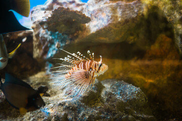 Wall Mural - Tropical scorpionfish a very dangerous coral reef fish