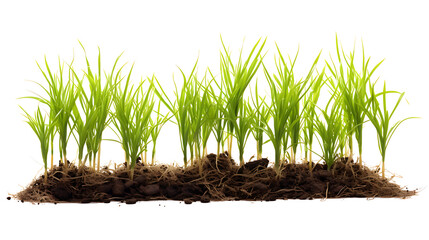 Wall Mural - Rice seedlings plant on transparent background