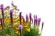 Garden flowers isolated on white background. Blooming Flowers Liatris and Helenium.