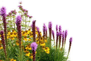 Wall Mural - garden flowers isolated on white background. blooming flowers liatris and helenium.