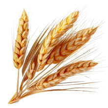 Wheat Ears On Transparent Background