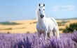 White, mustang horse portrait in lavender flowers field at sunrise light, running, AI Generated