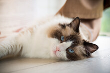 Beautiful Young White Purebred Ragdoll Cat With Blue Eyes.