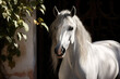 White Andalusian horse outdoors. Andalusian horse, originating from the Iberian Peninsula, is admired for its elegance and versatility in various equestrian pursuits