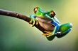 Tree frog, flying frog laughing