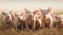 Generative AI, Little Pigs Looking At The Camera On A Farm
