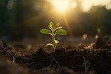 Fototapeta  - young plant growing from seed in soil in park in sunrise, AI generated