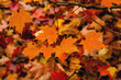 © NL - Autumn Fall forest orange leaves background maple trees