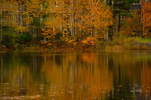 Autumn Fall Forest Orange Leaves Background Maple Trees Lake Mirror 