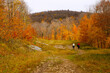 © NL - people walking in autumn leaves maple trees leaf Autumn Fall forest