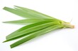 Fresh green bunch of lemon grass leaves isolated on white background. Generative AI
