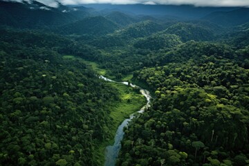 Wall Mural - aerial view of lush, protected rainforest landscape