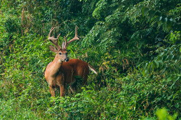 Wall Mural - big whitetail buck along the edge of a meadow