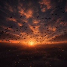 Dramatic Flock Of Birds Flying In The Sunset