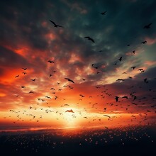 Dramatic Flock Of Birds Flying In The Sunset