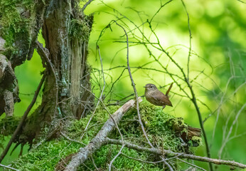 Wall Mural - A winter wren amongst forest brush on mossy tree stump