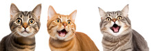 Three Funny Cats Looking At The Camera Isolated On Transparent Background