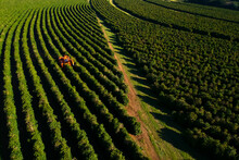 Aerial View Of Coffee Mechanized Harvesting In Brazil.