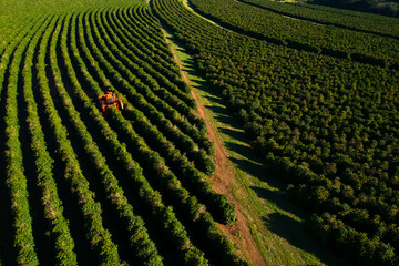 Wall Mural - Aerial view of coffee mechanized harvesting in Brazil.