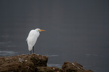 White Heron At The Edge Of A Lake, Negative Space