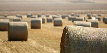 Round Hay Bales In A Wheat Field