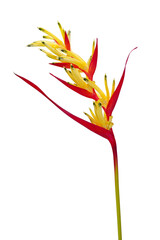 Wall Mural - Heliconia isolated on white background. Ornamental flowers, Parrot’s beak(Heliconia psittacorum) also known as parakeet flower, parrot's flower, parrot's plantain, or false bird-of-paradise
