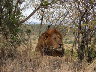 lion in the grass