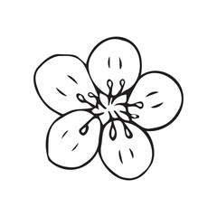 Sticker - Vector hand drawn doodle sketch sakura flower isolated on white background