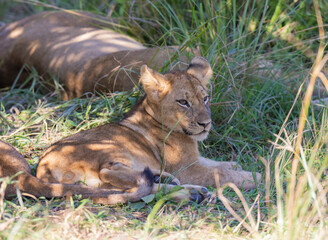 Wall Mural - Lion cubs resting in natural African bush land habitat