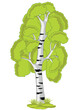 Tree birch on white background is insulated