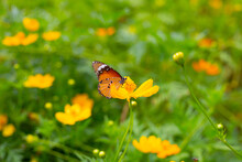 Butterfly With Orange Sulfur Cosmos Or Yellow Cosmos Flower.
