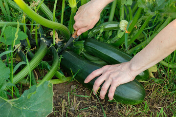 Woman cuts green ripe zucchini from the bush. Organic farming.