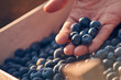 Woman holding fresh blueberries on a farm.