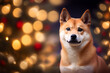 Christmas portrait of Shiba Inu with bokeh lights