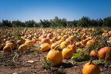 Pumpkins In Field On A Sunny Fall Day.