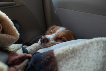 Spaniel with red ears sitting on the floor in the car. Dog taking a nap while traveling in a car. Pet laids head in the girl's lap in the car top view. Horizontal photo. 