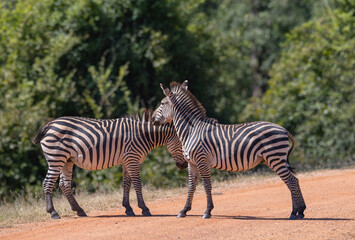 Wall Mural - Two Zebras standing together in natural African habitat