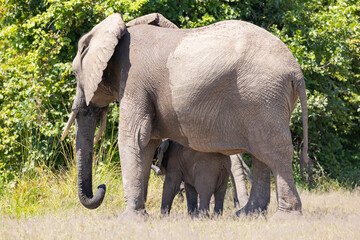 Wall Mural - Elephant grazing in its natural African habitat