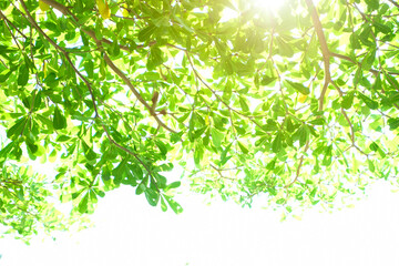 Wall Mural - green tree and sunlight in summer season.