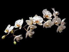White Orchid Isolated On Black, Orchid, Orchid Branch On A Black Background, AI Generator
