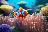 Fototapeta Do akwarium - Anemone fish on coral reef