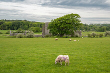 A View Of Ogmore Castle, A Ruined Castle On The South Wales Coast. The Castle Is Set In A Rural Area, With Sheep And Horses Grazing The Land Around It 