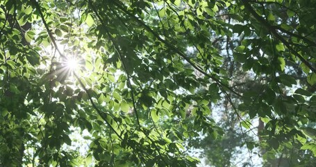 Wall Mural - green leaves wind waving in sunlight. rich green foliage in sunny summer park. bright sun light brea