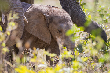 Wall Mural - Close up shot of Elephant head with eye and skin detail taking in natural African habitat