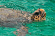 Caretta caretta turtle in Zakynthos island in Greece during a boat tour.
