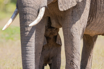 Wall Mural - Baby Elephant with it's mother in natural African bush land habitat