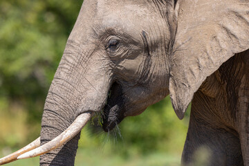 Wall Mural - Close up shot of Elephant head with eye and skin detail taking in natural African habitat